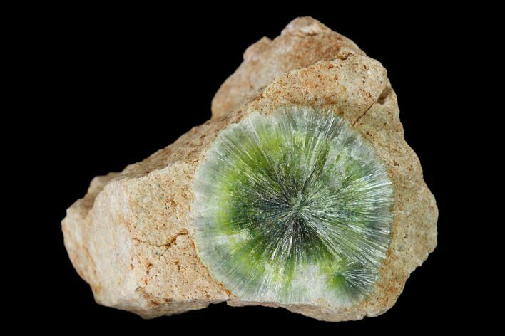 Radiating, Green Wavellite Crystal Aggregation - Arkansas #135937